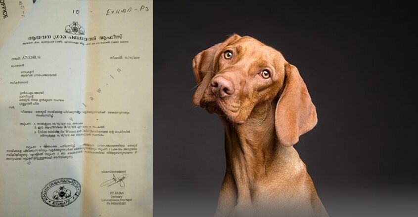 How to apply for a dog license through online